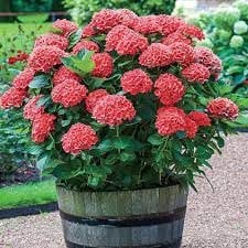 Hydrangea Macrophylla red 15cm Garden Ready Plant