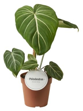 Philodendron Gloriosum Dunkle Form - 25cm - Ø12cm - Zimmerpflanze