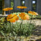 SunCatcher Garden Decor 5 Leuchtende Sonnenfänger Garten Stecker 75cm große Blumen Dekoration für Balkon und Terrasse als Gärtner Geschenk, Farbe:orange