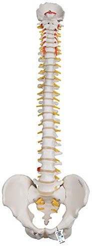 3B Scientific Menschliche Anatomie - Flexibles Wirbelsäulenmodell für starke Beanspruchung + kostenlose Anatomie App - 3B Smart Anatomy