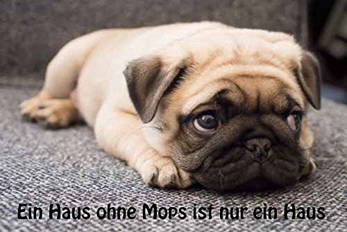 Crealuxe Fussmatte EIN Haus ohne Mops ist nur EIN Haus! - Fussmatte Bedruckt Türmatte Innenmatte Schmutzmatte lustige Motivfussmatte
