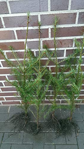 50st. Douglasien 40-70cm Forstpflanzen Pseudotsuga menziesii viridis Douglasie Nadelgehölze Wurzelware
