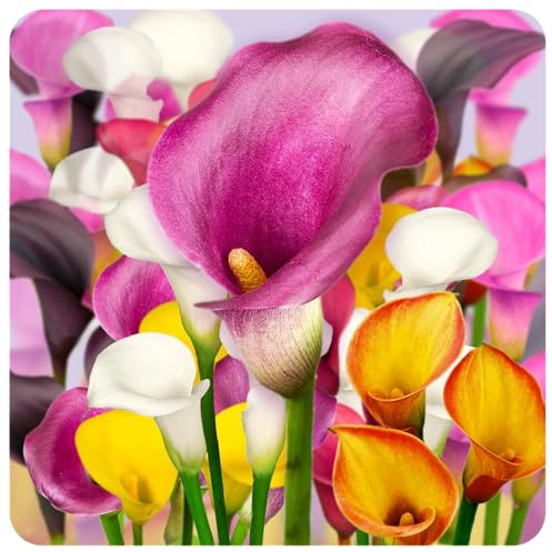 12 x Calla Bollen Mix 'Farmers Favorites' | Sommerblumen | Holland-Qualitat | Calla Zwiebeln | Blumenzwiebeln - The Bulb Farmers