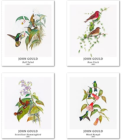 Kunstdruck Ungerahmt Klassischer Vogel Bilder Set von 4, Poster Größe: 28x35 cm Premium Kunstpapier Wanddeko Minimalistisches ästhetisches Realismus natürliches Passenden Home Deko John Gould Print