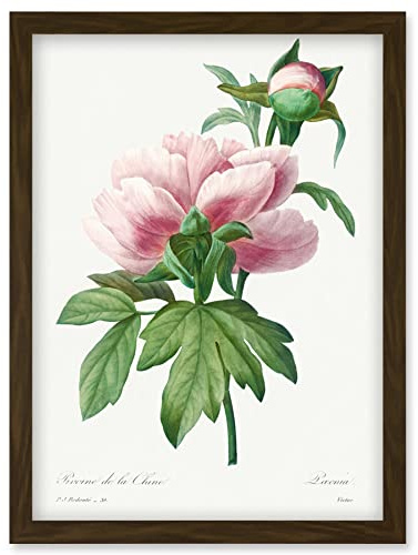 Wee Blue Coo Vintage Pale Pink Peony Bloom Illustration Floral Stem Flowers Pretty Artwork Framed Wall Art Print A4