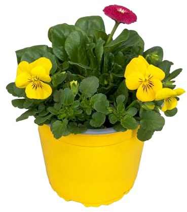 Hornveilchen-Tausendschön-Mix, Farben zufällig, Topf-Ø 13 cm, 6 Pflanzen