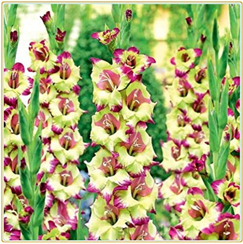 Bulbes de glaïeul ~ Plantes aromatiques fraîches et vivaces avec des fleurs et des couleurs h, fleurs de printemps qui peuvent être plantées dans l'eau-15 Bulbi