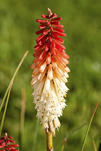 Kniphofia uvaria 'Flamenco' ca. 9x9 cm Topf - Fackellilie, leuchtend orange-rote Blüten, Blütezeit Juni-September, ideal für Rabatten, trockenheitsresistent, pflegeleicht