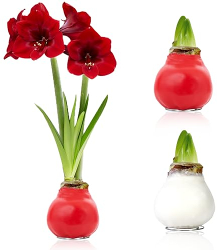 Amaryllis in Wachs Weiß, Rot - 2 Wachsamaryllis Blumenzwiebeln - Amaryllis Zwiebel in Großformat 26/28 - Exklusive Mischung von Echte Pflanzen aus Holland, Hippeastrum (keine Samen,nicht künstlich)