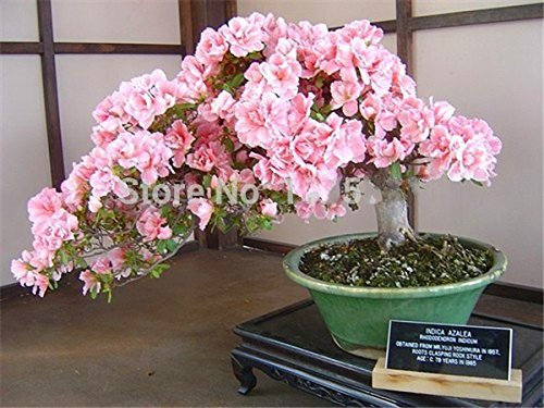 Bonsai Giapponese Sakura Semi 10 Semi / Pacchetto, Bonsai del Fiore Kirschblüten
