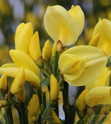 Hochstamm Elfenbein Ginster Allgold 60-80cm - Cytisus praecox - Gartenpflanze