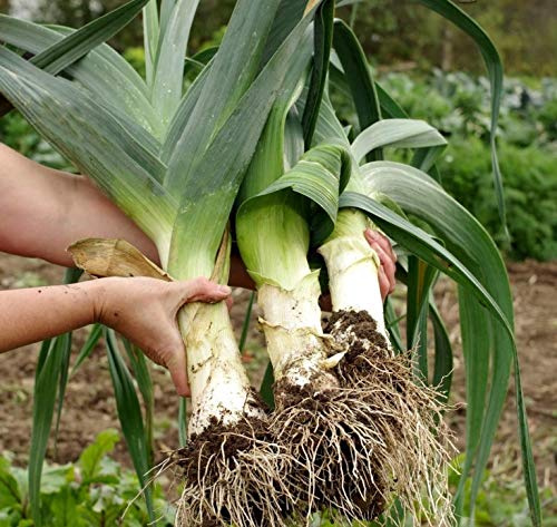 CEMEHA SEEDS - Seeds Giant Leek Onion Non GMO Vegetable for Planting