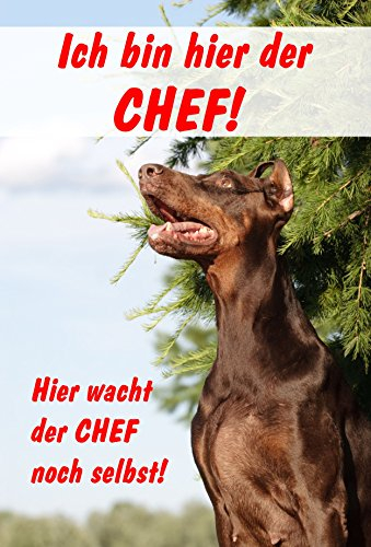 Melis-Folienwerkstatt Schild Warnschild Achtung Dobermann Hund Hundeschild Ich Bin Hier der Chef – 30x20cm Hartschaum Aluverbund -S25A