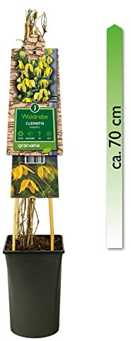 mgc24 Kletterpflanze Clematis tangutica Gold-Waldrebe im 2l-Container 1 Pflanze