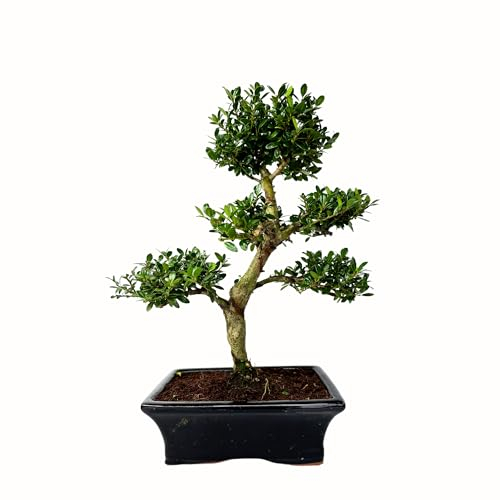 Bonsai Baum mit Keramik Blumentopf - Ligustrum, Ficus, Carmona, Podocarpus, Chinese elm -(Ilex P20, 20cm Schale ca. 8 Jahre)