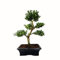 Bonsai Baum mit Keramik Blumentopf - Ligustrum, Ficus, Carmona, Podocarpus, Chinese elm -(Ilex P20, 20cm Schale ca. 8 Jahre)