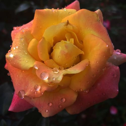 Pianta vera di Rosa - Rosa Sfumato Giallo - Diametro Vaso Ø 19 cm