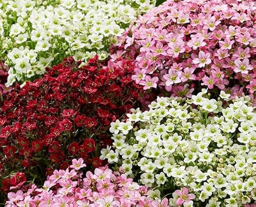 Saxifraga 'Mixed' Alpine Rockery Perennial Plug Plants Pack x6