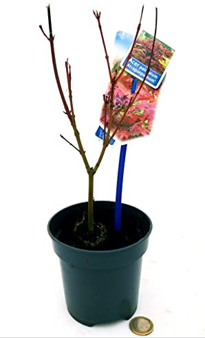 POWERS TO FLOWERS - ACERO ROSSO GIAPPONESE, VASO 12cm, pianta vera