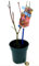 POWERS TO FLOWERS - ACERO ROSSO GIAPPONESE, VASO 12cm, pianta vera
