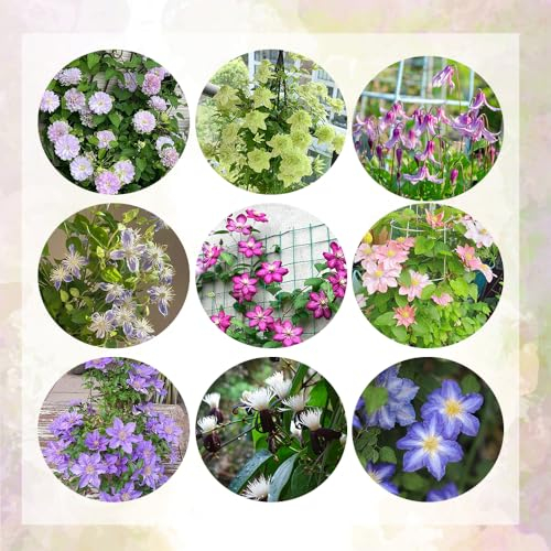 2 pcs clematis winterhart mehrjährig zwiebeln, Klematis, exotische pflanzen, kletterpflanzen winterhart schnellwachsend clematis pflanzen zwiebel - Clematis florida - topfpflanzen echt