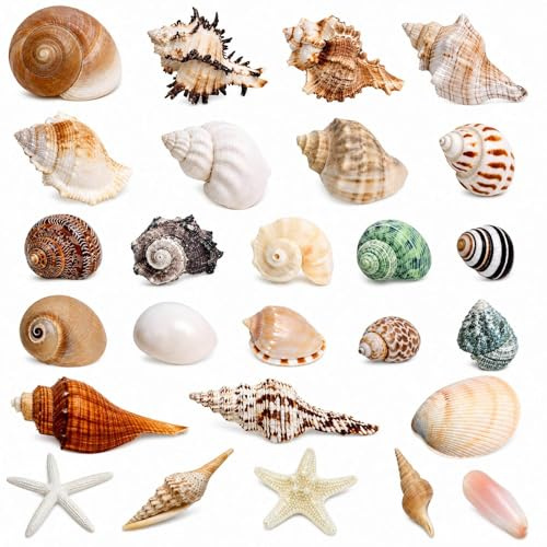 26 Arten Muscheln Gemischt, 3-9cm Meeresmuscheln Gemischte Ozean-Muscheln, Muschelmix, für Vase Füllstoffe, Maritime Dekoration, Aquarium, Strand Thema Party Hochzeit Dekor, DIY, Kerze Herstellung