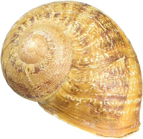 20 x riesige Weinbergschneckenhäuser, Große Schneckenhäuser, Weinberg Schnecke, große Schnecken leer Aquarium