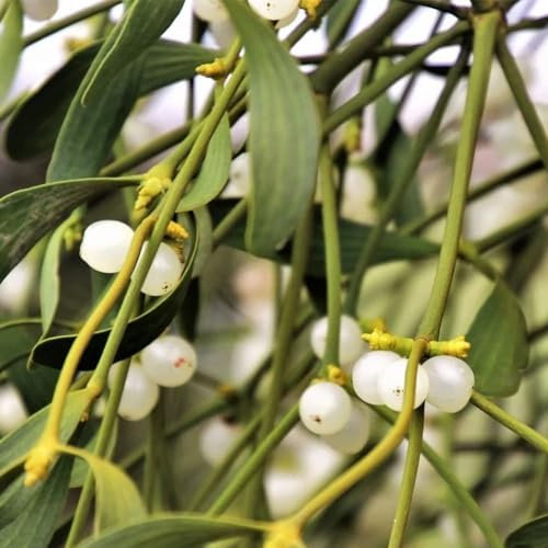 200 pz semi di vischio, insoliti Serie di piante rare - vaso per piante da balcone giardino piante resistenti in vaso piante d'appartamento che purificano l'aria vasi per piante