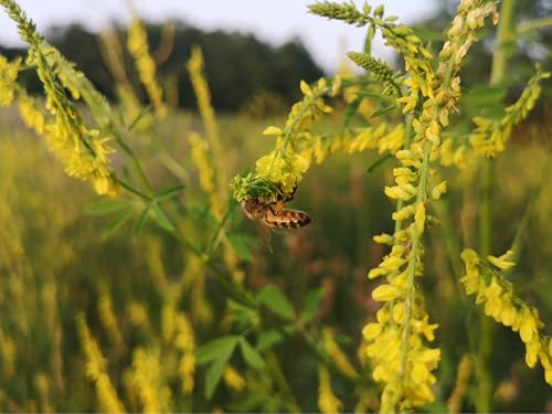 10.000 gelber Steinklee Samen, lat. Melilotus - Honigklee als Tracht für Bienen und Hummeln - Honig Klee