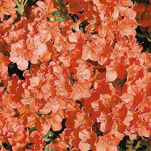 Japanische Azalee Satschiko 20-25cm - Rhododendron obtusum - Zwerg Alpenrose