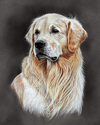 PPTRTYQ DIY Ölgemälde Malen nach Zahlen Erwachsene Kinder, Golden Retriever Hund Tier Porträt Spielzeug malen Handgemalte Geschenke Zahlenmalerei ab 5 Öl Wandkunst