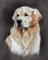 PPTRTYQ DIY Ölgemälde Malen nach Zahlen Erwachsene Kinder, Golden Retriever Hund Tier Porträt Spielzeug malen Handgemalte Geschenke Zahlenmalerei ab 5 Öl Wandkunst