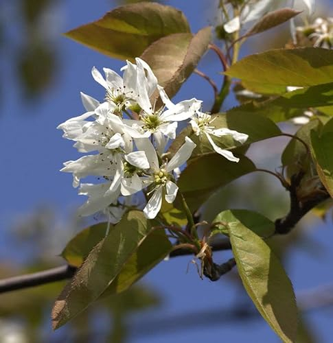Felsenbirne Ballerina 125-150cm - Amelanchier - Gartenpflanze