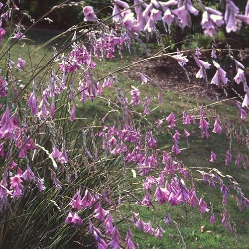 Plant Theory Angel's Fishing Rod Perennials Flowering Plants Dierama Pulcherrimum 1L Pot