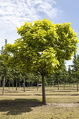 Catalpa bignonioides 40-60 cm - Trompetenbaum, große herzförmige Blätter, Blütezeit Juni-Juli, ideal für Gärten, pflegeleicht und winterhart