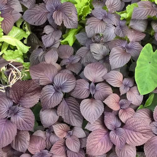 semillas de perilla shiso - semillas de shiso orgánicas, regalo de jardín de hierbas, hierbas culinarias semillas de planta de perilla, hierbas silvestres semillas hierbas semillas de 300pcs