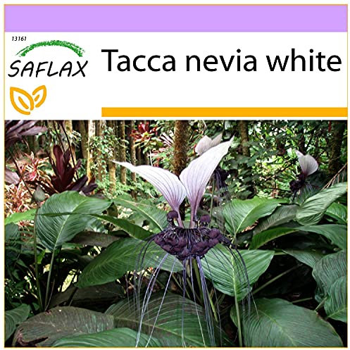 SAFLAX - Giant Bat Flower White - 10 Seeds - Tacca nevia White