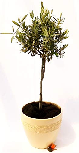 POWERS TO FLOWERS - ULIVO ALBERELLO H120cm, IN VASO CERAMICA AVORIO, Pianta Vera
