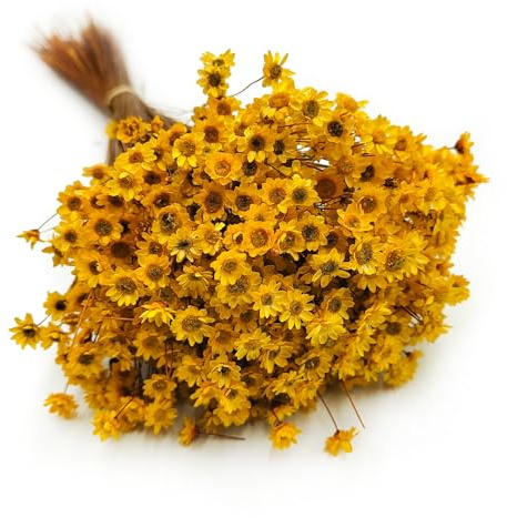 Enchanted Trockenblumen Dekogras Glyxia Comanthera Getrocknetes Gras Ziergras Natürlich Deko Gelb