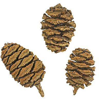 1000 Samen Riesen Berg-Mammutbaum Sequoiadendron giganteum