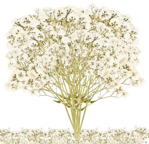 100 Stück Getrocknete Blumen, Weiß Klein Baby’s Breath Blumen Echte Natur Trockenblumen für DIY Kerze Harz Schmuck Nagel Kunst Basteln, Mini Blumenstrauß Deko