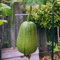 luffa gurke samen wintergemüse winterharte pflanzen für garten luffa samen steingartenpflanzen winterhart, gemüsesaat gemüsesamen winterhart, hochbeet samen saatgut wintergemüse, 180pcs