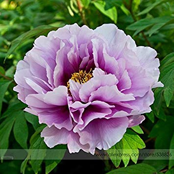 Pinkdose® 2018 Heißer Verkauf Pivoine Japanische Pfingstrose Blumensamen, 1 Professionelle Pack, 5 Samen/Pack, Licht Lila Baum Pfingstrose Blume # NF542
