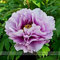 Pinkdose® 2018 HeiÃŸer Verkauf Pivoine Japanische Pfingstrose Blumensamen, 1 Professionelle Pack, 5 Samen/Pack, Licht Lila Baum Pfingstrose Blume # NF542