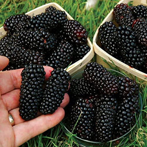 Generic 200 Pz/borsa Semi di Lamponi Neri Dolce Nutriente Delizioso Semi di Frutta Lampone Nero per la Famiglia Grandi Regali di Giardinaggio Semi di mora#