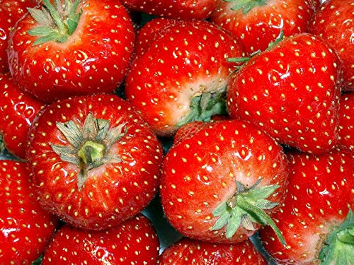 Strawberry - Temptation Seeds - Garden Fruit Seeds