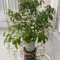 pianta di gelsomino - semi Clerodendrum wallichii fiori da balcone piante d'appartamento vera pianta di gelsomino - Piante rare - da interno semi fiori in vaso in vaso perenni 50pcs
