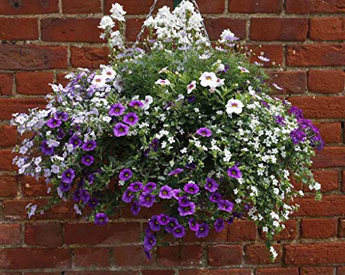 30x Mixed Flowering tub & Hanging Basket Plug Plants. 6x5 Types
