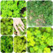semi di trifoglio fortunato - giardino roccioso resistenti fiori erbe aromatiche piante perenni e 100pcs