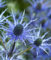 Alpendistel 15 Samen, Eryngium alpinum Superbum - Superbum ist eines der auffälligsten Sorten